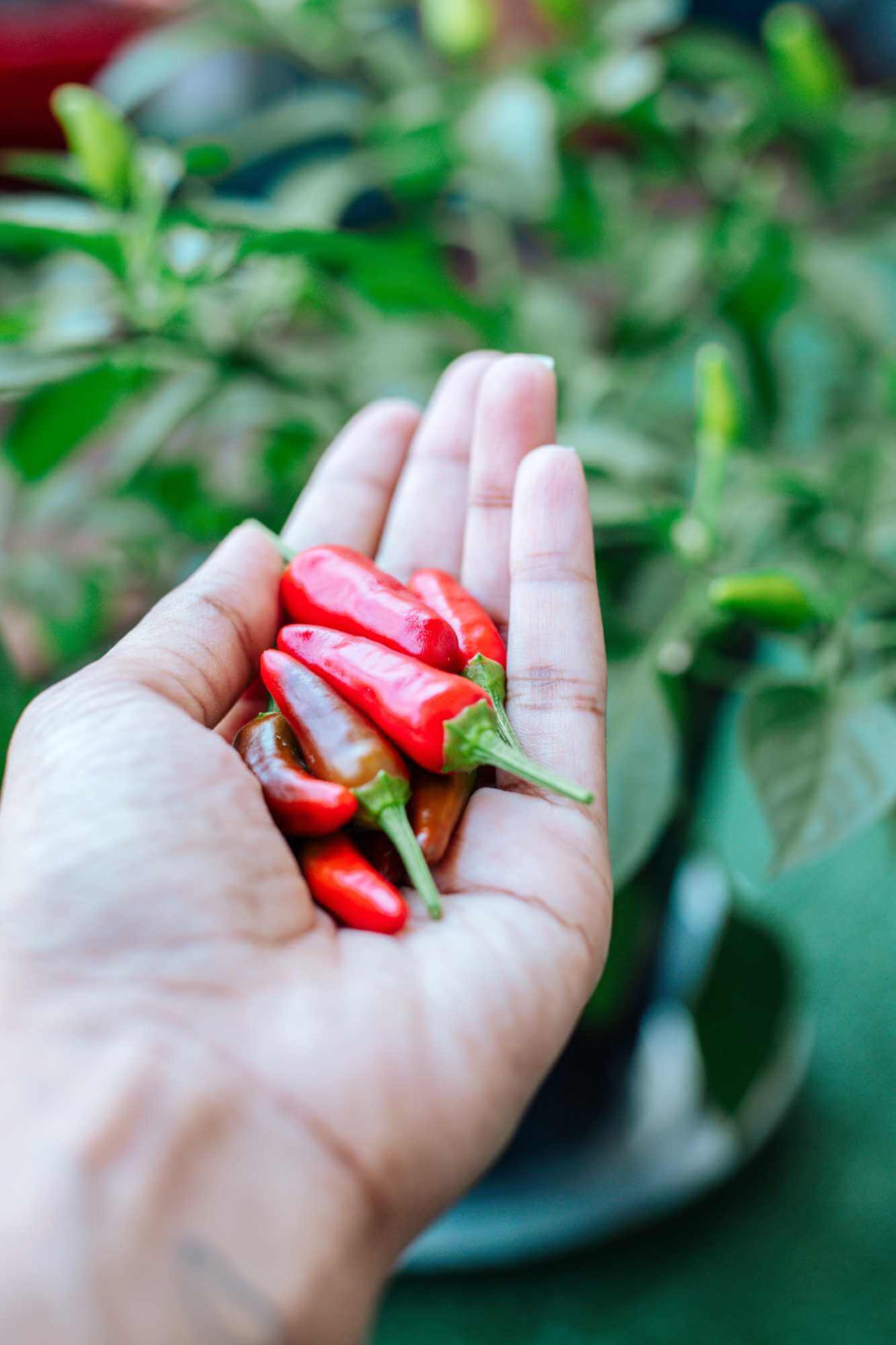 chilli paprička